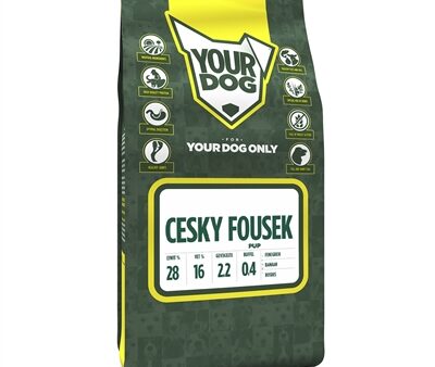 Yourdog Cesky Fousek Pup