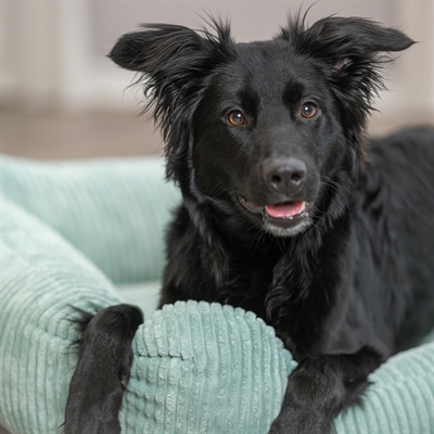 Trixie Hondenmand Jonna Vital Ribstof Saliegroen - Afbeelding 3